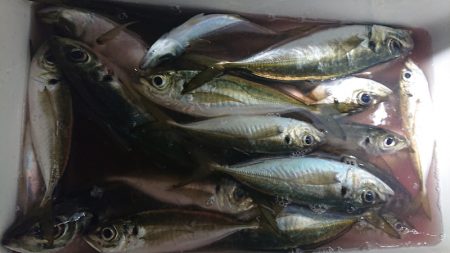 シースナイパー海龍 釣果