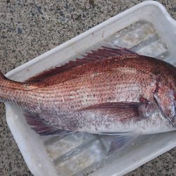 第三共栄丸 釣果