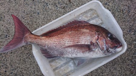 第三共栄丸 釣果