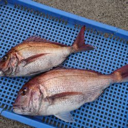 第三共栄丸 釣果