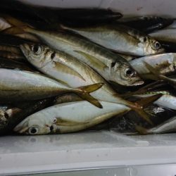 シースナイパー海龍 釣果