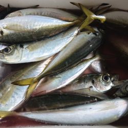 シースナイパー海龍 釣果