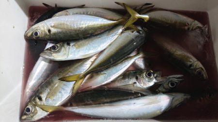 シースナイパー海龍 釣果