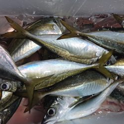 シースナイパー海龍 釣果