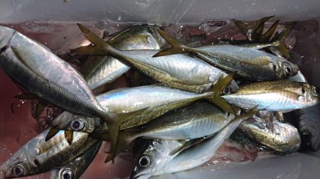 シースナイパー海龍 釣果