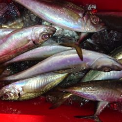 シースナイパー海龍 釣果