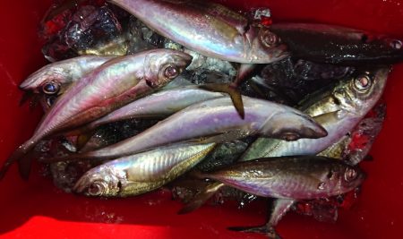 シースナイパー海龍 釣果