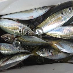 シースナイパー海龍 釣果