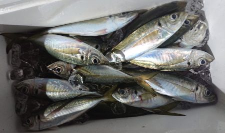 シースナイパー海龍 釣果