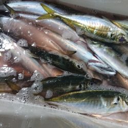 シースナイパー海龍 釣果