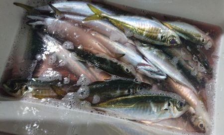 シースナイパー海龍 釣果