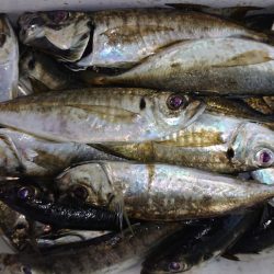 シースナイパー海龍 釣果