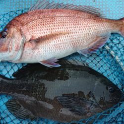 シースナイパー海龍 釣果