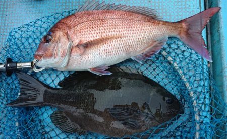 シースナイパー海龍 釣果