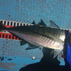 シースナイパー海龍 釣果