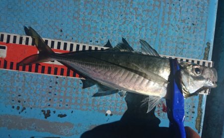 シースナイパー海龍 釣果