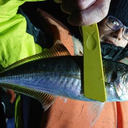 シースナイパー海龍 釣果