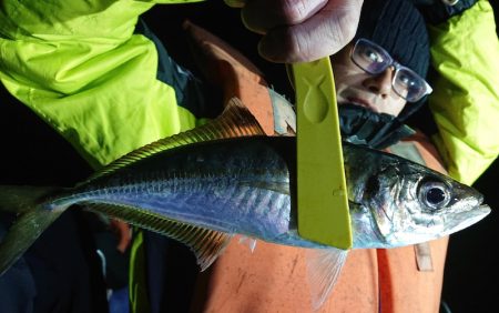 シースナイパー海龍 釣果