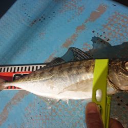 シースナイパー海龍 釣果