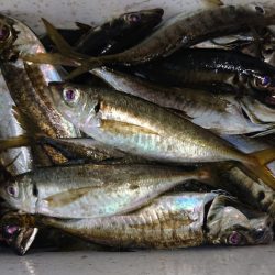 シースナイパー海龍 釣果