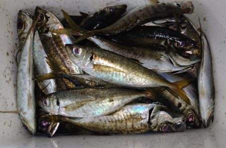 シースナイパー海龍 釣果