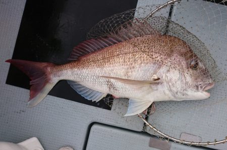 遊漁船　家入 釣果