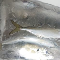 シースナイパー海龍 釣果