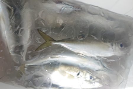 シースナイパー海龍 釣果