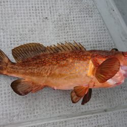 遊漁船 家入 釣果