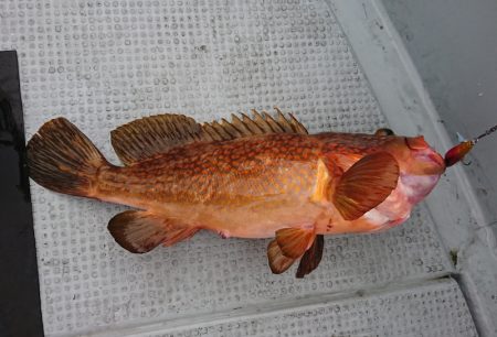 遊漁船 家入 釣果