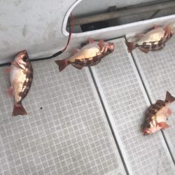 海坊主Ｖ 釣果