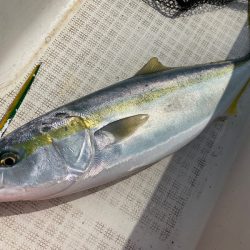 「LaGooN」蒼陽丸 日和号　 釣果