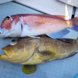 アマテラス 釣果