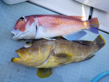 アマテラス 釣果