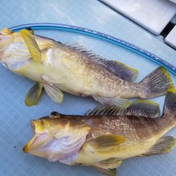 アマテラス 釣果