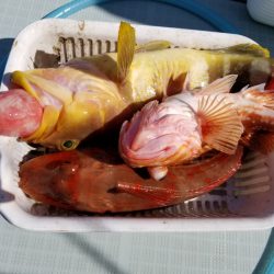 アマテラス 釣果