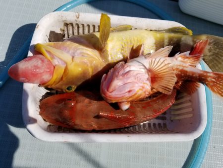 アマテラス 釣果