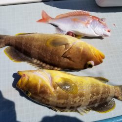 アマテラス 釣果