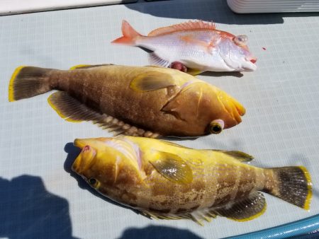 アマテラス 釣果