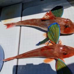 アマテラス 釣果