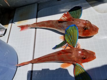 アマテラス 釣果