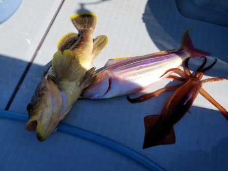 アマテラス 釣果