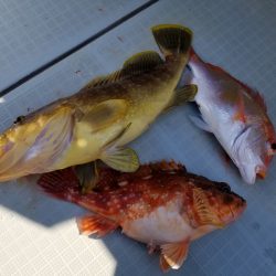 アマテラス 釣果