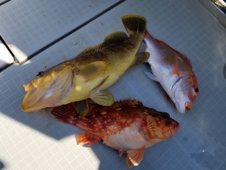 アマテラス 釣果