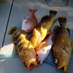 アマテラス 釣果