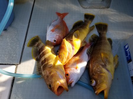 アマテラス 釣果