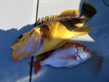 アマテラス 釣果