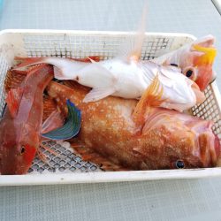 アマテラス 釣果