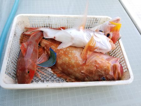 アマテラス 釣果