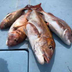 第二八坂丸 釣果